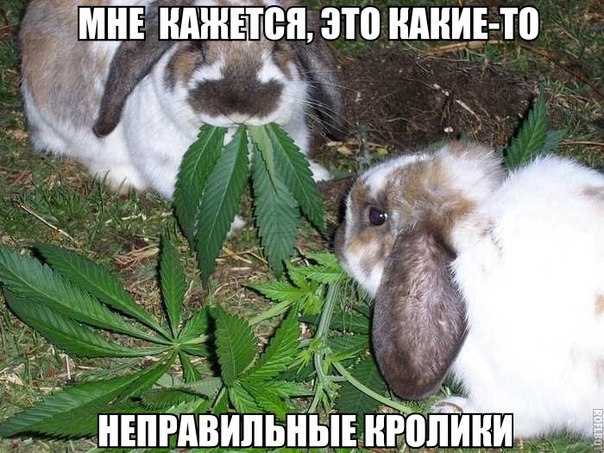 Подборка прикольных фото на пятницу
