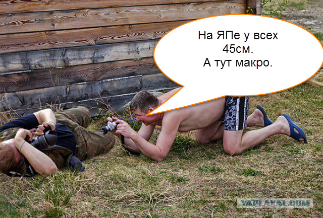 Жаба: Фотолюбитель