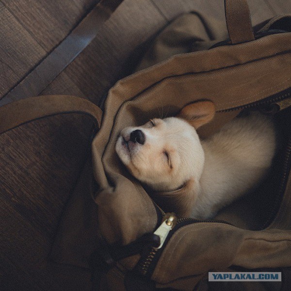 Собакочетверг