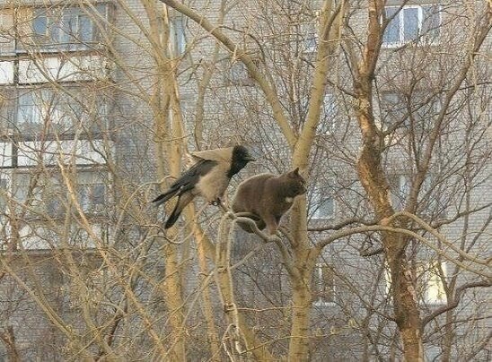 Картинок пост