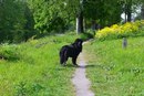 Собака должна быть на поводке! Негодования пост или как на нас опять напала собака