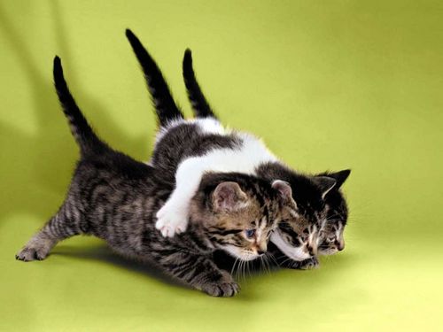 Котовторник!