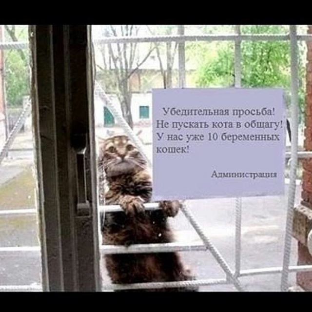 Не перевелись еще альфа-самцы на нашей планете