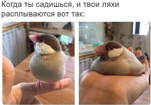 Прикольные животные