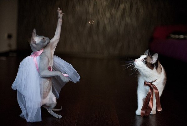 Коты и Кошки
