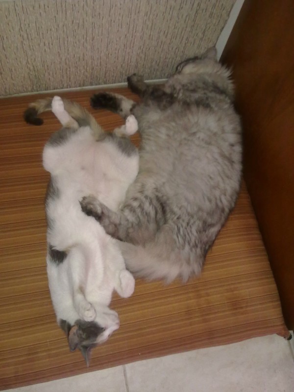 Котоняня