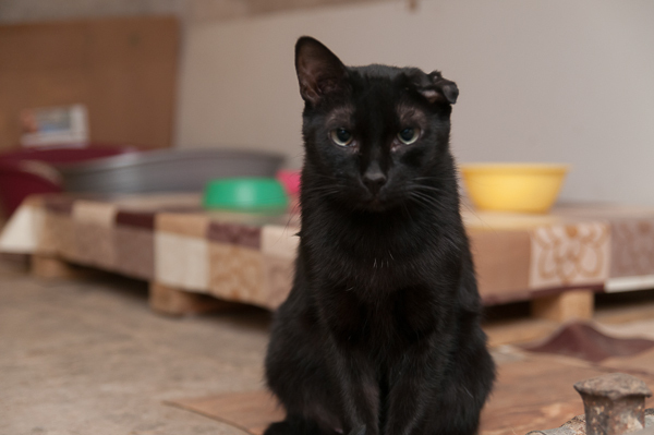Коты и Кошки