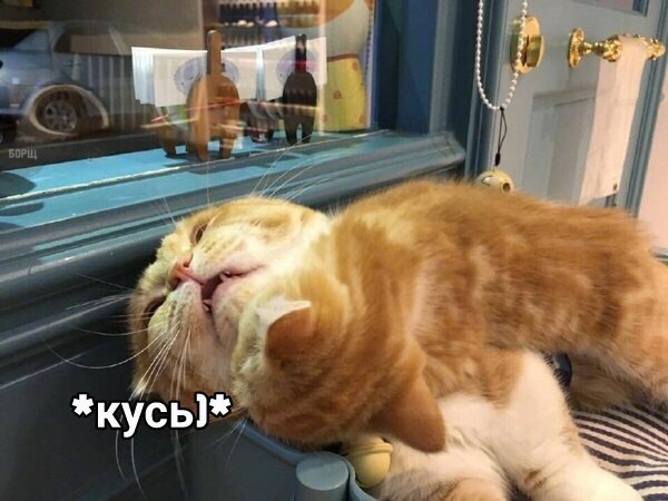 Коты и Кошки