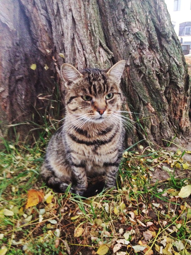 Невероятно грустный кот