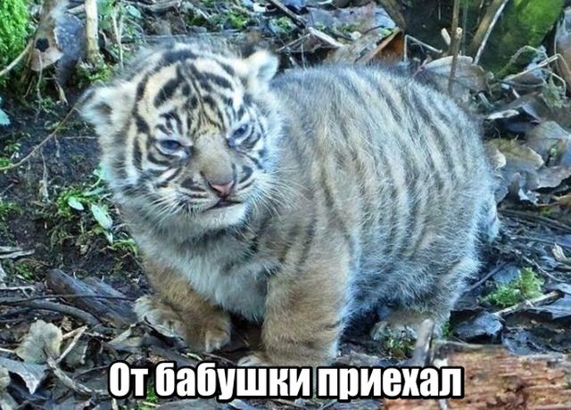 Подборка интересных и веселых картинок