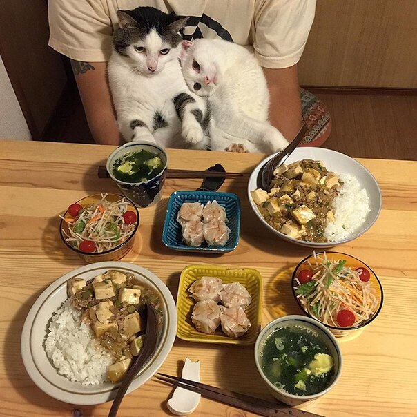 Фотобомбы котов