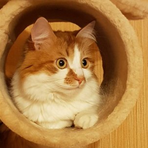 Фотобомбы котов