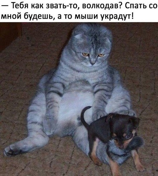 Нестандартный юмор