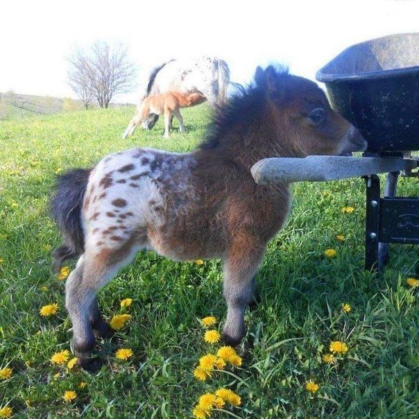 Живность из сети