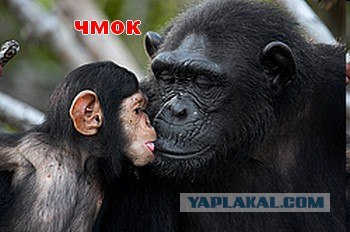 Фотокомикс: А куда ушла жена?