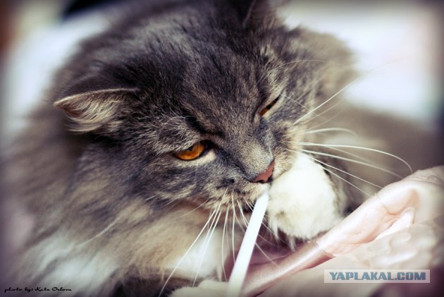 Котовторник на ЯПлакалъ 08.07.2008