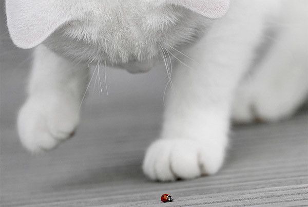 Рыжий котовторник на ЯПлакал!, Смотрим  и добавляем!