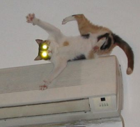 Кошак в шоке