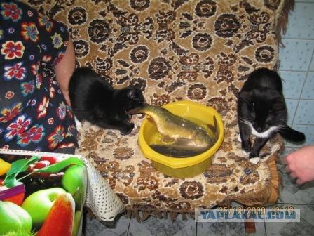 Выходные у кота