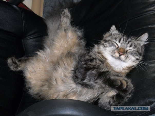 Котовторник, 19 октября
