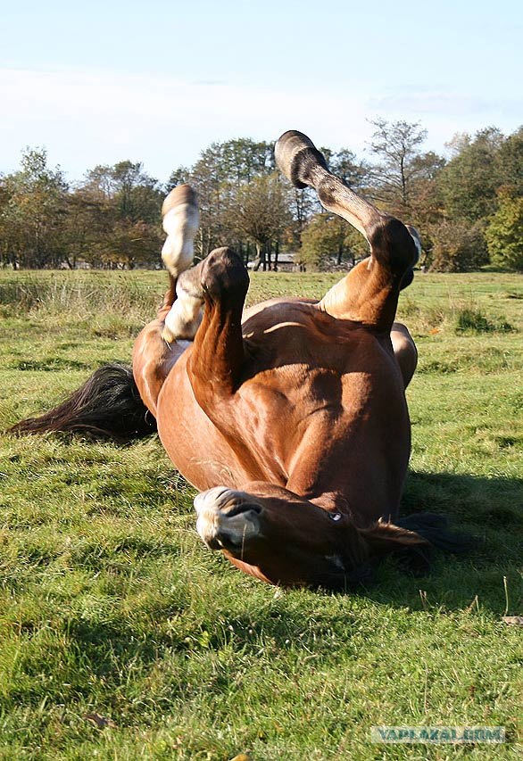 Животные без яиц. Конь в раскоряку. Лошадь и курица фото. Рука на лошади фото.