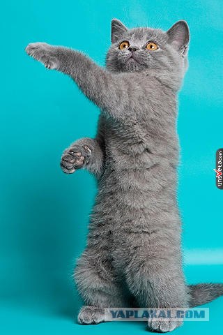 Котовторник. А как же?!