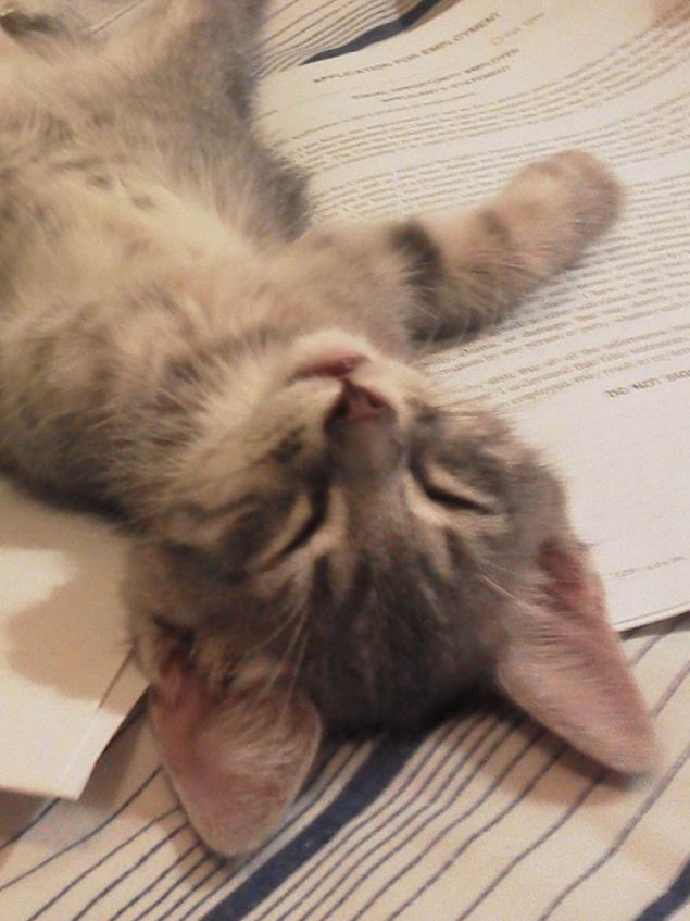 Прикольных котов пост