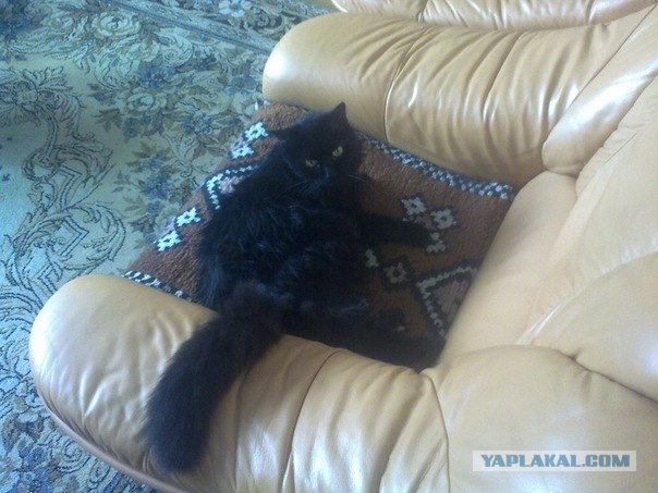 Состоятельный котовторник