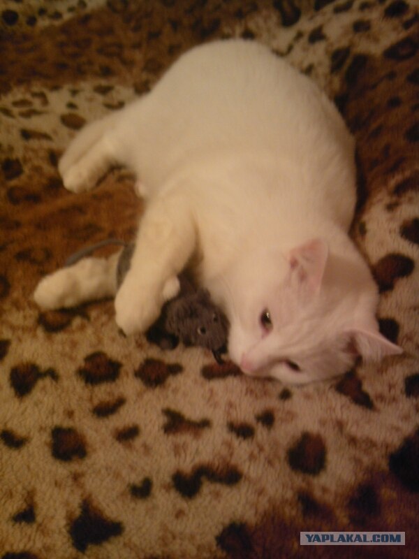 Котовторник (24. 01. 2012 )