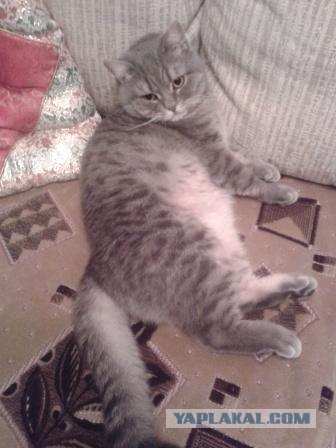 Котовторник 10.04.2012