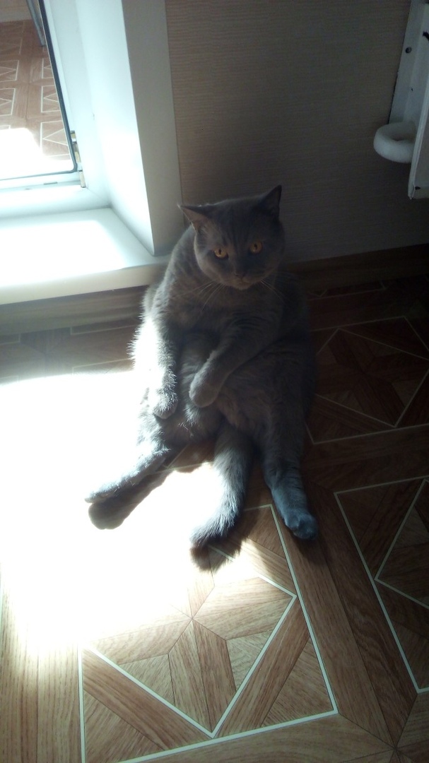 ЯП в кошках