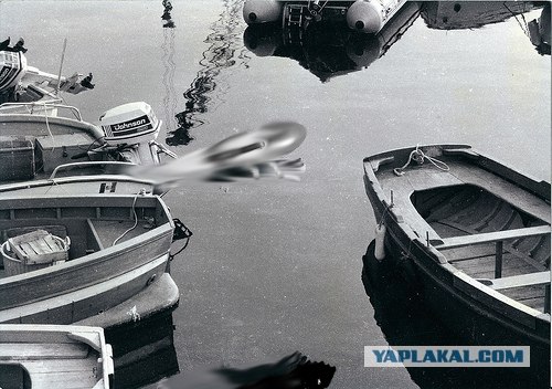 Фотожаба: Полет Барсика