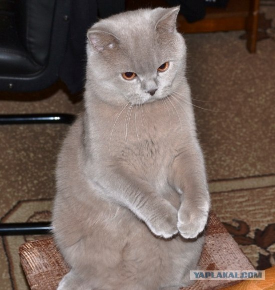 Кошачий погром