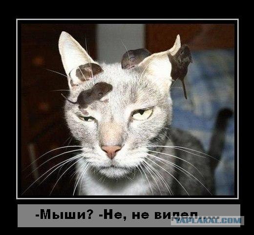 Крыса vs. 5 котов