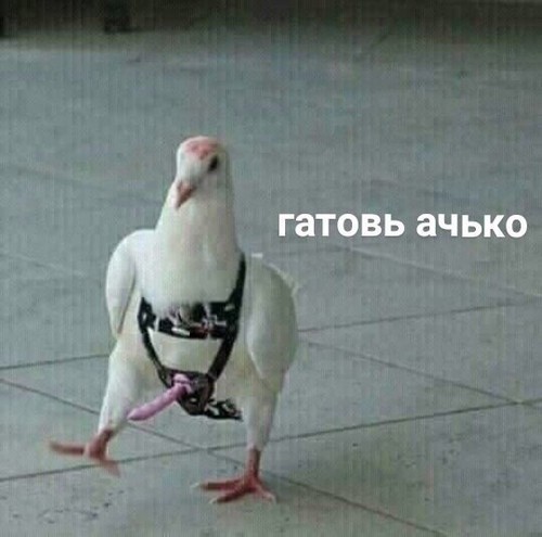 Пятница машет всеми конечностями!