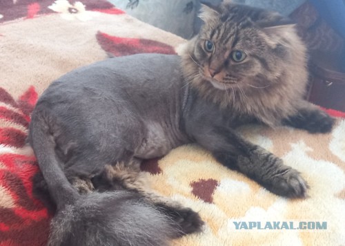 Хоба! Котовторник!