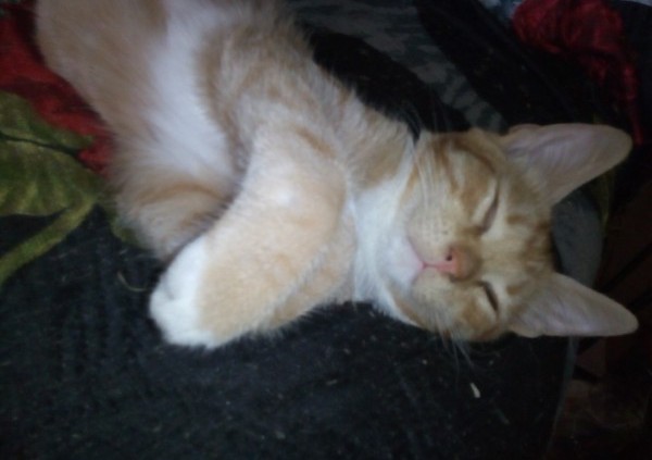 А это мой котан к котовторнику
