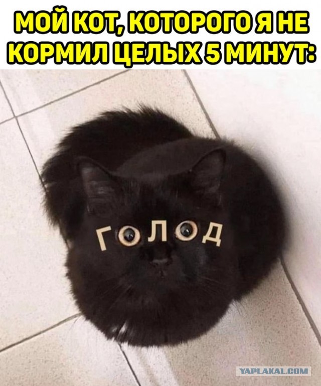 Забавные шутки, фразы, картинки из этих ваших интернетов