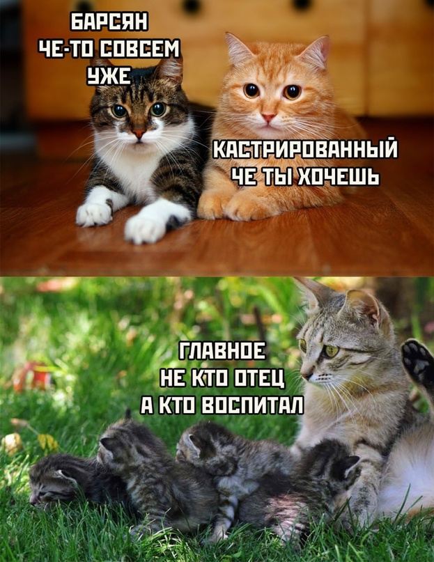 Картинки и мемы для настроения - 23