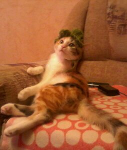 Котовторник 09.04.2013