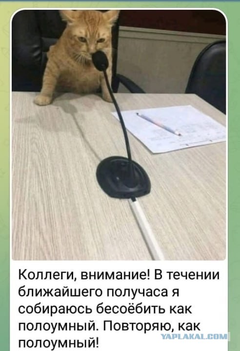 Котики бесо*бят