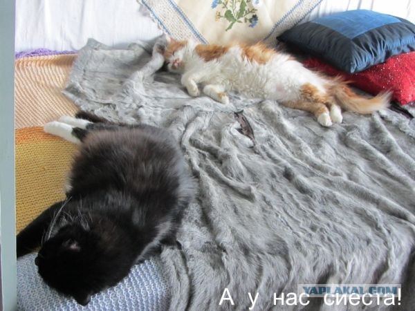 Котовторник 30.04.2013