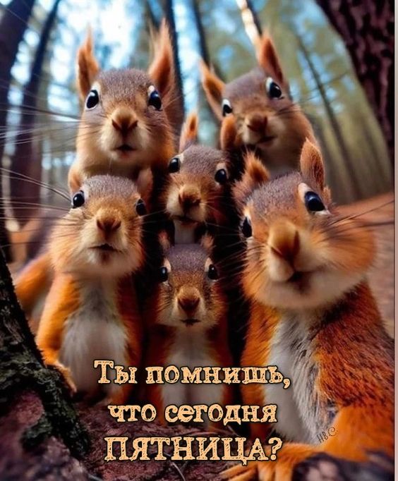 Теперь белочка приходит со своим
