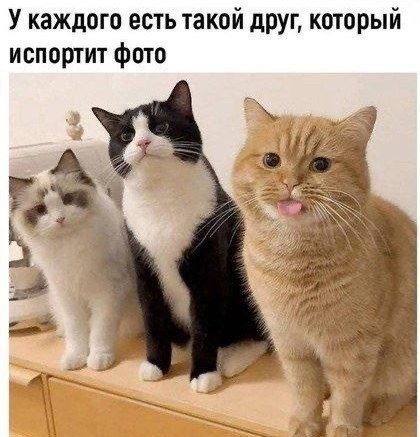 Котовторник в картинках