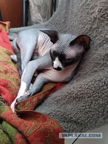 Мой кот