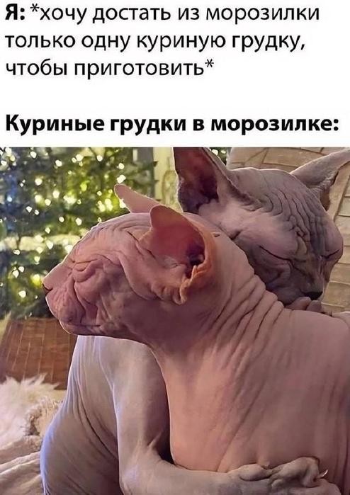 К котовторнику: подборка картинок-баянов с котиками и про котиков. Выпуск 35.