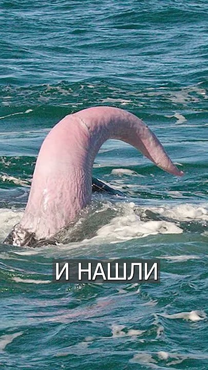 Учёные нашли кисть Рептилоида