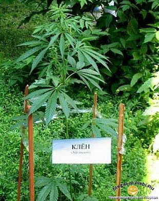 Япония, детали
