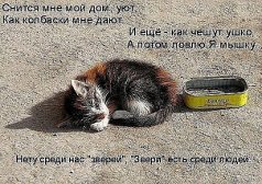 Жестокий мир котов