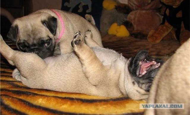 Подборка забавных и курьезных фотографий